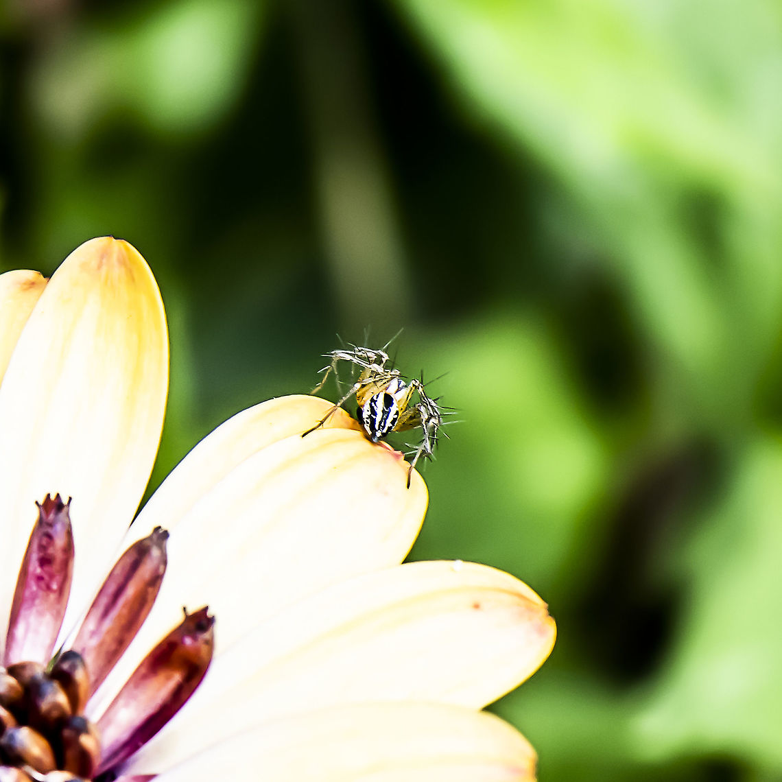 Striped Lynx Spider - Oxyopidae Caught making a quick retreat<br />
<br />
Oxyopidae: The body is small and has obviously spiny legs, the spines pointing outwards perpendicular to the leg surface. The eyes are arranged into a hexagon. The body colours are light green, brown or yellow and pale red or black stripes may be present along the body. Oxyopids prefer to forage on small garden plants and easily jump from leaf to leaf. They are very common in the well vegetated parts of Australia but surprisingly little recent work has been done to photograph and describe them taxonomically. Australia,Eurasian lynx,Geotagged,Green lynx spider,Lean lynx spider,Lynx lynx,Oxyopes macilentus,Oxyopes scalaris,Oxyopes variabilis,Peucetia viridans,Spring,Western lynx spider,Yellow Lynx Spider