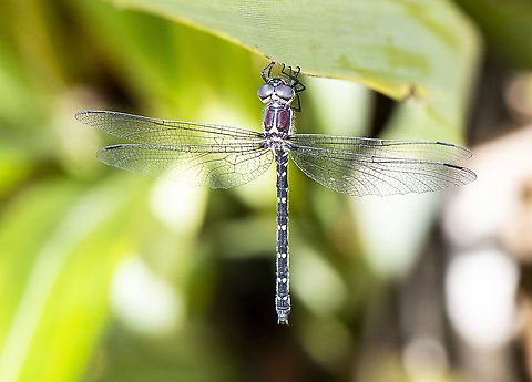 Austroaeschna flavomaculata - Alpine Darner  Alpine darner,Australia,Austroaeschna flavomaculata,Geotagged,Spring