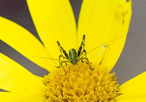 Yellow and Green - Katydid Nymph - Caedicia simplex  Australia,Caedicia simplex,Geotagged,Spring