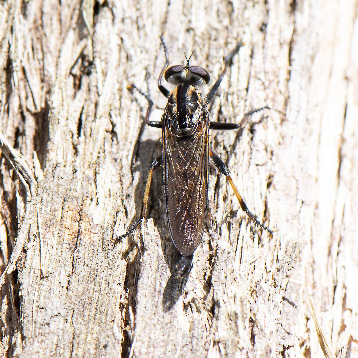 Robber Fly  Australia,Geotagged,Spring