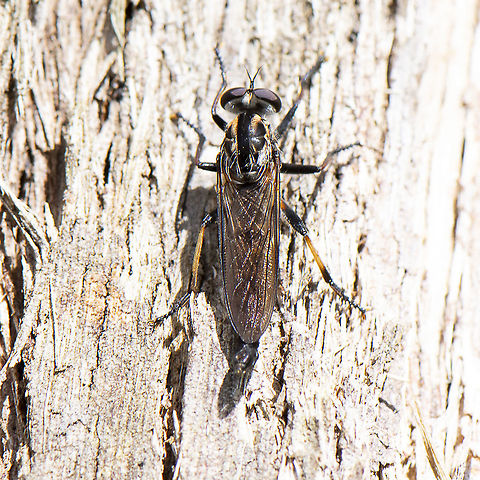 Robber Fly  Australia,Geotagged,Spring