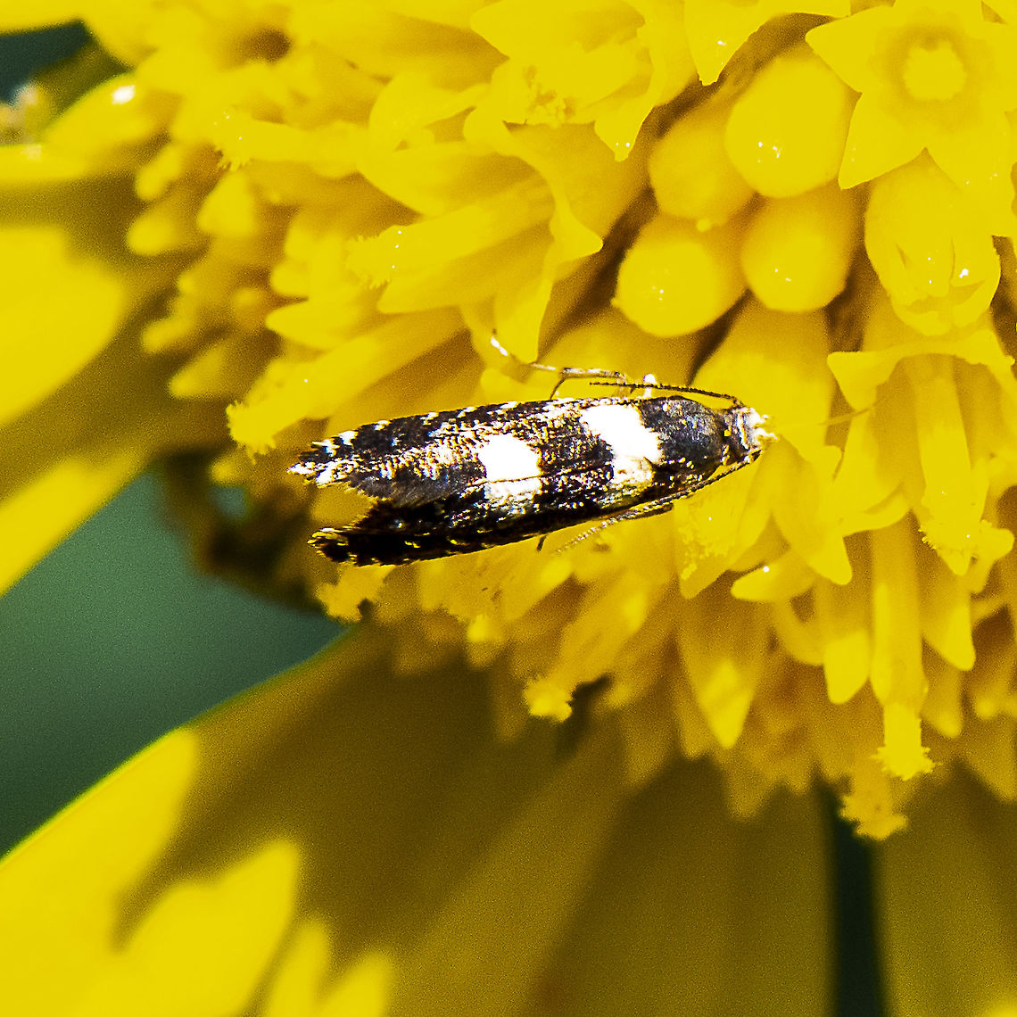 A concealer moth - Glyphipterix chrysoplanetis  Australia,Geotagged,Glyphipterix chrysoplanetis,Glyphipterix chrysoplanetis.,Spring