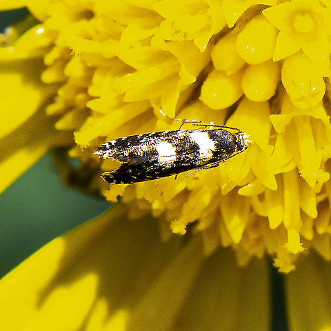 A concealer moth - Glyphipterix chrysoplanetis  Australia,Geotagged,Glyphipterix chrysoplanetis,Glyphipterix chrysoplanetis.,Spring