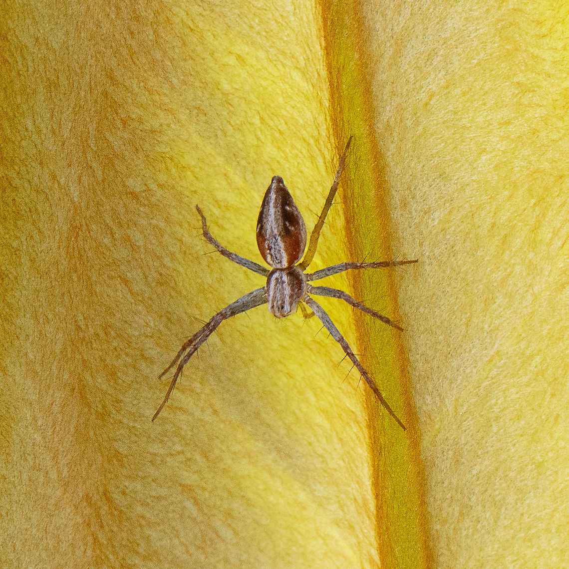 Lynx Spider - Oxyopes gracilipes  Australia,Fall,Geotagged,Oxyopes gracilipes,Oxyopes salticus,Spring