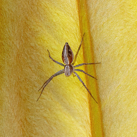 Lynx Spider - Oxyopes gracilipes  Australia,Fall,Geotagged,Oxyopes gracilipes,Oxyopes salticus,Spring