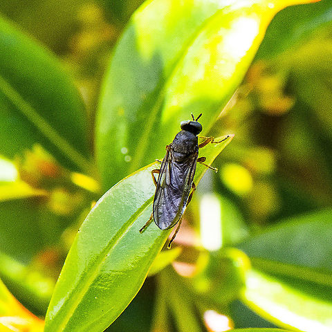 Soldier Fly?  Australia,Geotagged,Spring