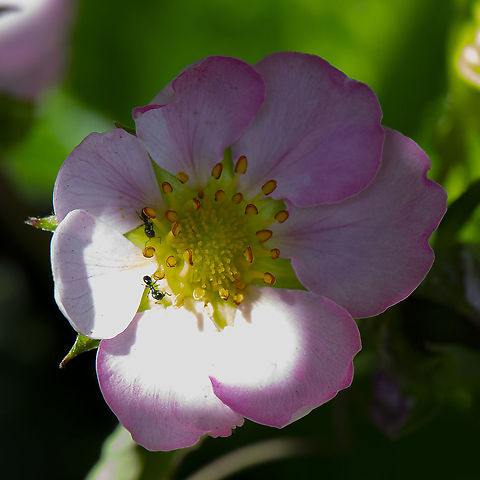 Strawberry Flower - The Koels are coming soon  Australia,Fragaria  × ananassa,Garden strawberry,Geotagged,Spring