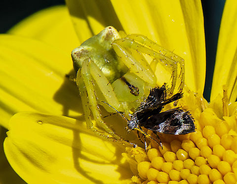 Sidymella rubrosignata with prey  Australia,Geotagged,Red-tipped Crab Spider,Sidymella rubrosignata,Spring