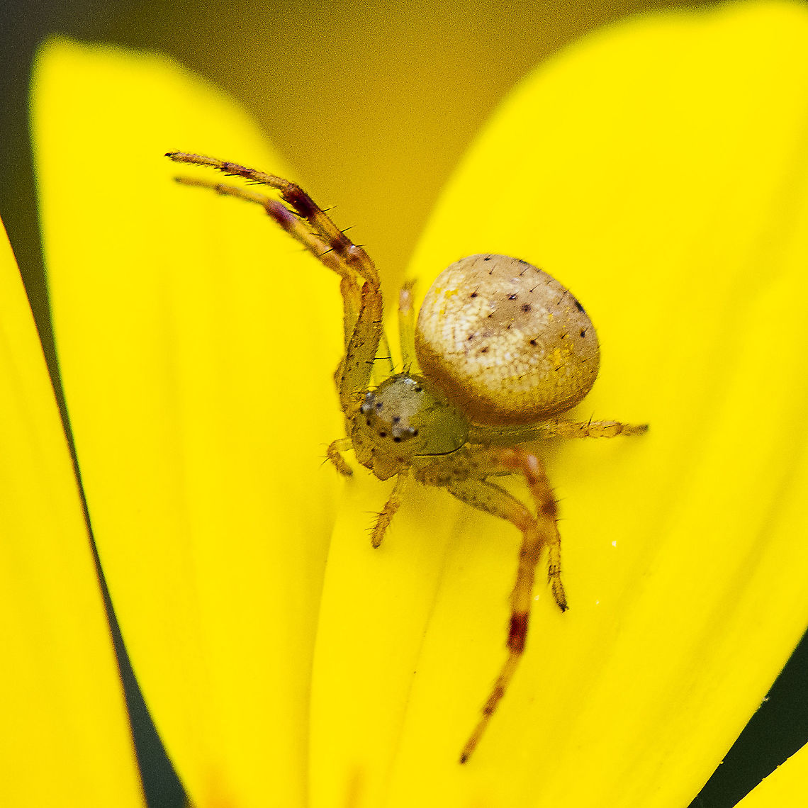 Crab Spider - Boomerangia dimidiata Small flower spider Australia,Boomerangia dimidiata,Geotagged,Small Flower Spider,Spring