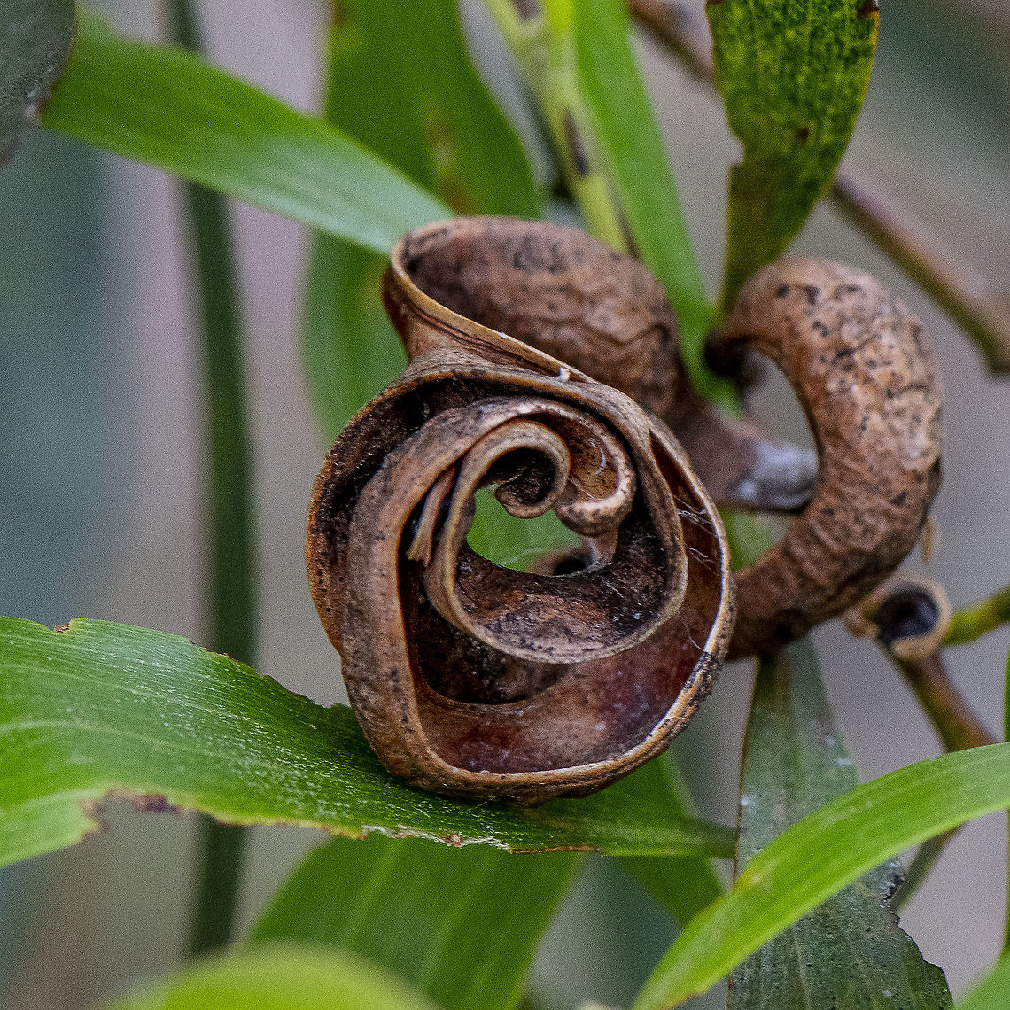 Australian Blackwood - Acacia melanoxylon  Acacia melanoxylon,Australia,Australian blackwood,Spring