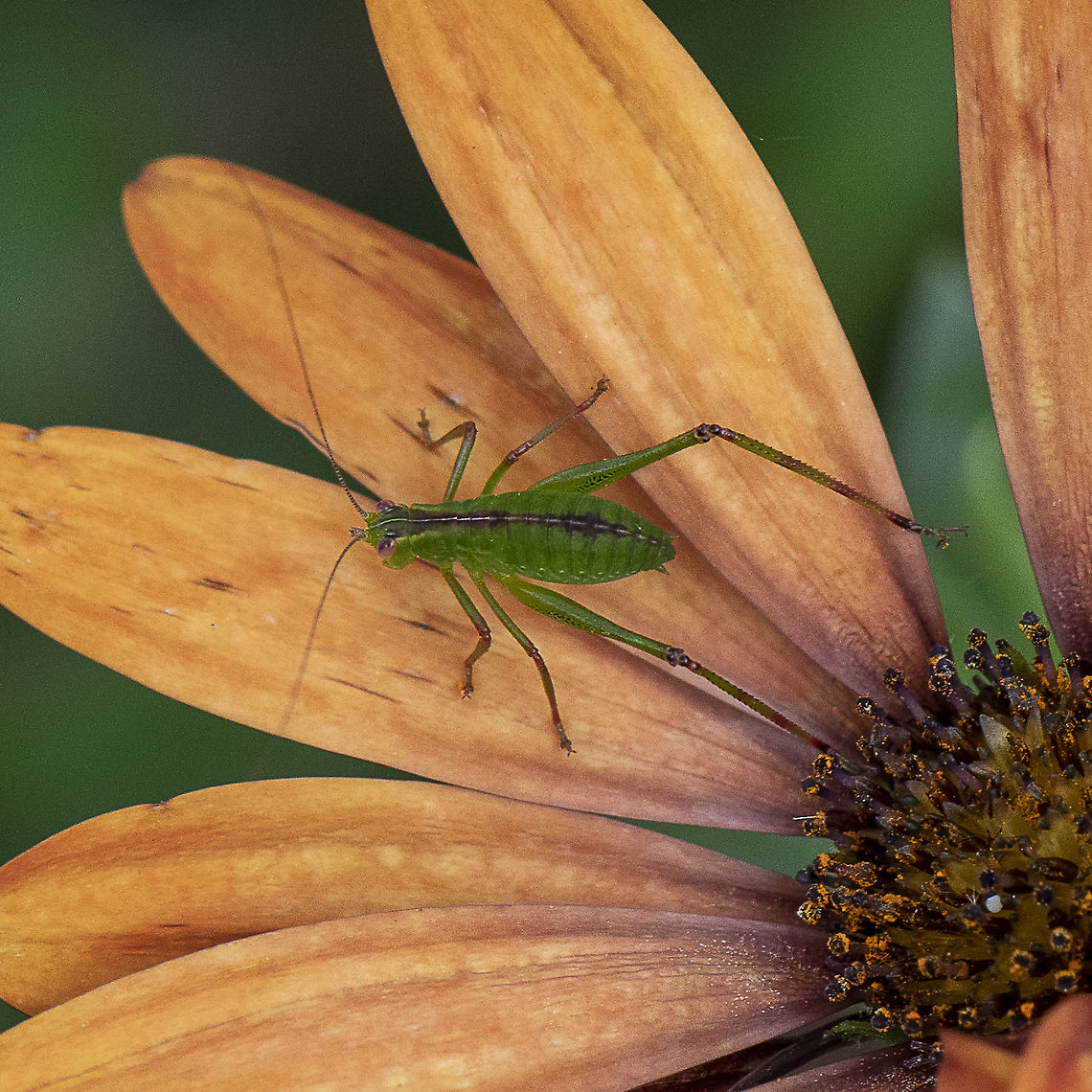 Katydid Nymph - Caedicia simplex  Australia,Caedicia simplex,Geotagged,Spring