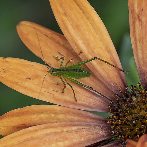 Katydid Nymph - Caedicia simplex  Australia,Caedicia simplex,Geotagged,Spring