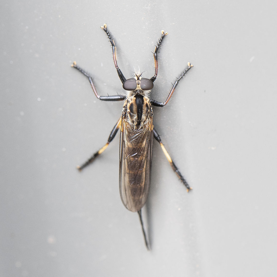 Robber Fly  Australia,Common Awl Robber Fly,Geotagged,Neoitamus cyanurus,Spring