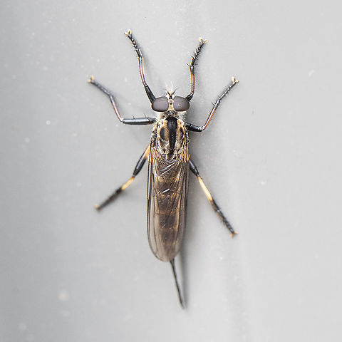Robber Fly  Australia,Common Awl Robber Fly,Geotagged,Neoitamus cyanurus,Spring