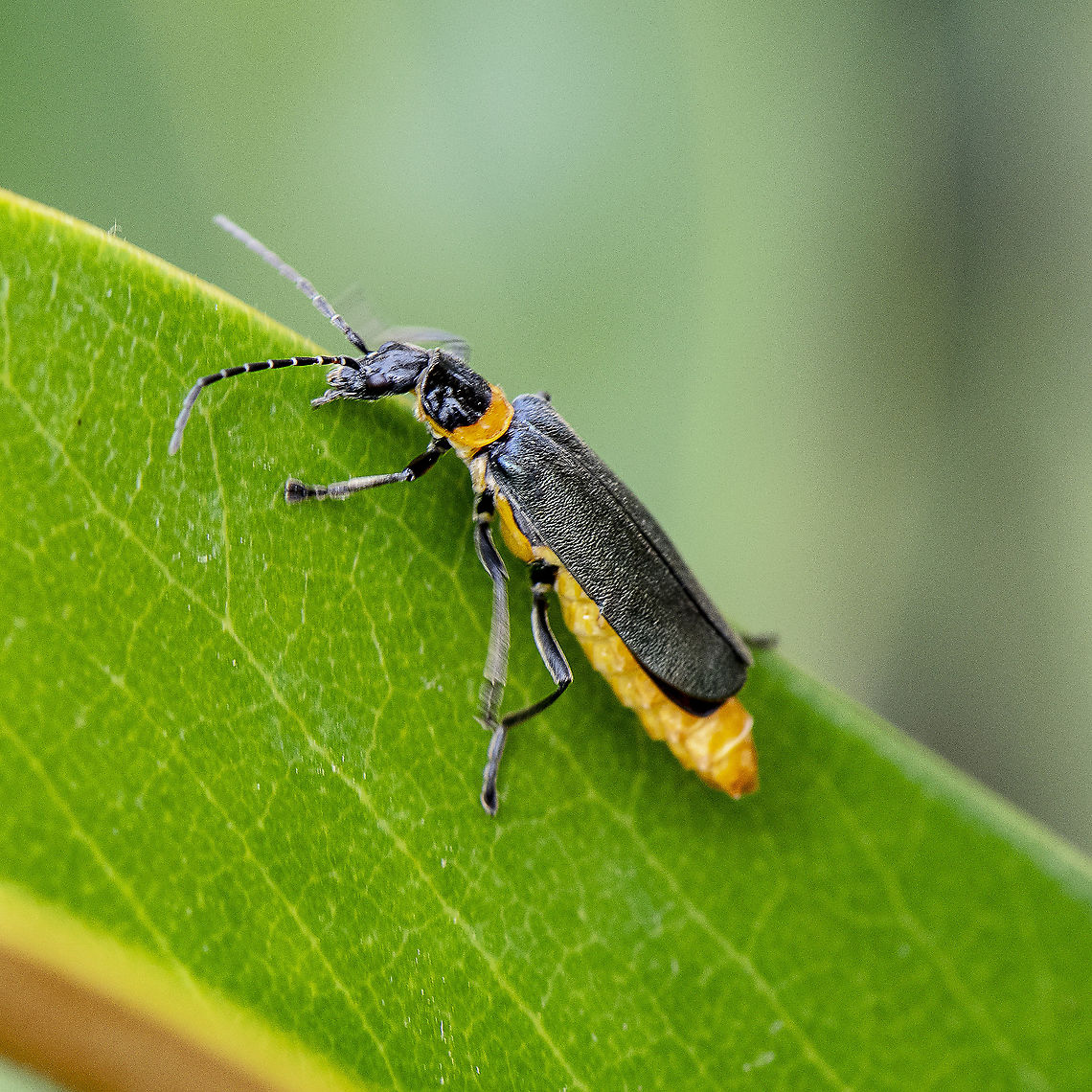 Soldier Beetle - Chauliognathus lugubris  Australia,Chauliognathus imperialis,Chauliognathus lugubris,Common red soldier beetle,Geotagged,Imperial soldier beetle,Plague soldier beetle,Rhagonycha fulva,Spring