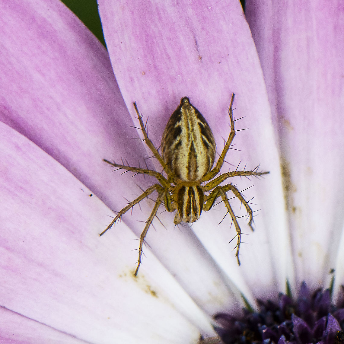 Lynx Spider - Oxyopes salticus  Australia,Geotagged,Oxyopes salticus,Spring