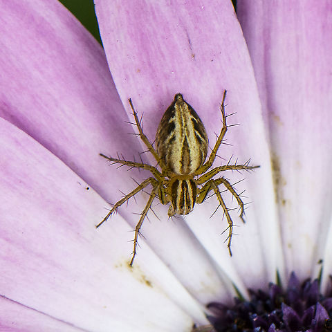 Lynx Spider - Oxyopes salticus  Australia,Geotagged,Oxyopes salticus,Spring