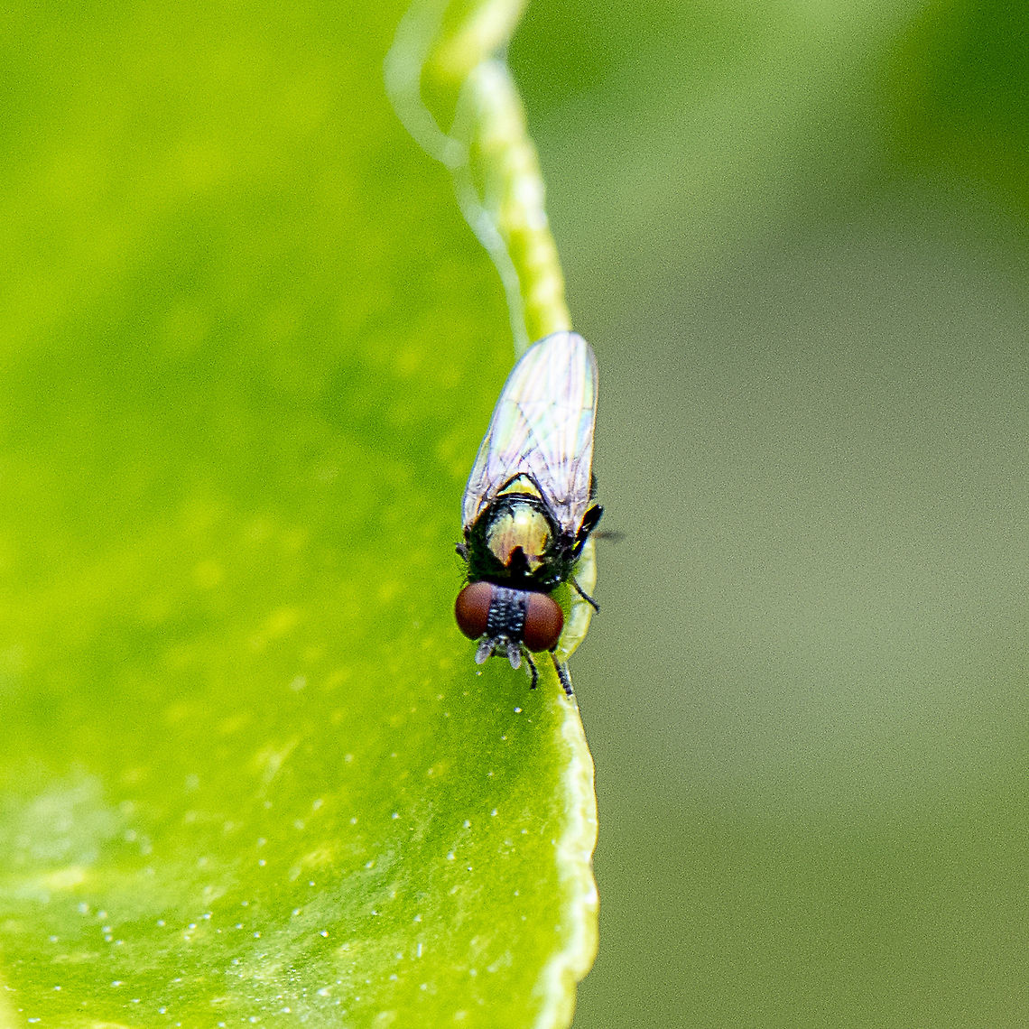 Metalic Green Tomato Fly - Lamprolonchaea brouniana ? <a href="https://www.ellura.info/Insect/Fly/DSC07280E-Metalic-Green-Tomato-Fly-Lamprolonchaea-brouniana.html" rel="nofollow">https://www.ellura.info/Insect/Fly/DSC07280E-Metalic-Green-Tomato-Fly-Lamprolonchaea-brouniana.html</a><br />
3.5mm long. The paper describing them says "possesses a distinctive pitted frons, which assists in distinguishing this species".Males &amp; females can be separated by the distance between the eyes. While in other fly species the male eyes often touch at the top, with these they are just closer together making it more difficult to distinguish.<br />
<br />
Couldn't remove my reflection - lol  Australia,Geotagged,Lamprolonchaea brouniana,Spring