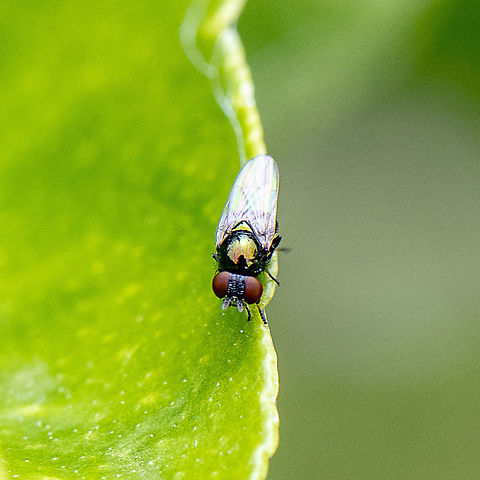 Metalic Green Tomato Fly - Lamprolonchaea brouniana ? https://www.ellura.info/Insect/Fly/DSC07280E-Metalic-Green-Tomato-Fly-Lamprolonchaea-brouniana.html
3.5mm long. The paper describing them says "possesses a distinctive pitted frons, which assists in distinguishing this species".Males & females can be separated by the distance between the eyes. While in other fly species the male eyes often touch at the top, with these they are just closer together making it more difficult to distinguish.

Couldn't remove my reflection - lol  Australia,Geotagged,Lamprolonchaea brouniana,Spring