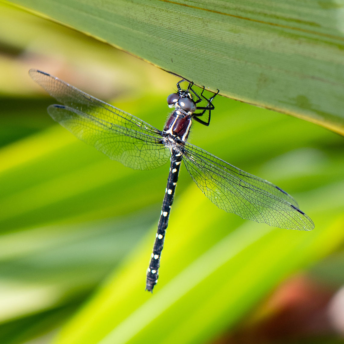 Austroaeschna flavomaculata - Alpine Darner - Dragonfly  Alpine darner,Australia,Austroaeschna flavomaculata,Geotagged,Spring