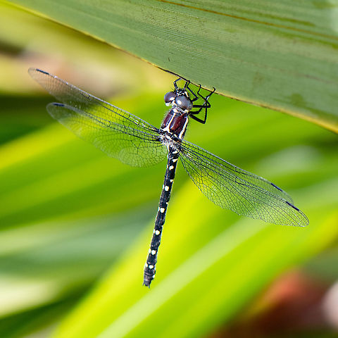 Austroaeschna flavomaculata - Alpine Darner - Dragonfly  Alpine darner,Australia,Austroaeschna flavomaculata,Geotagged,Spring