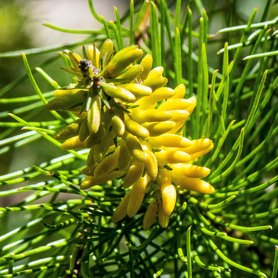 Pine-leafed geebung - Persoonia Pinifolia  Australia,Geotagged,Persoonia pinifolia,Pine-leaved geebung,Spring