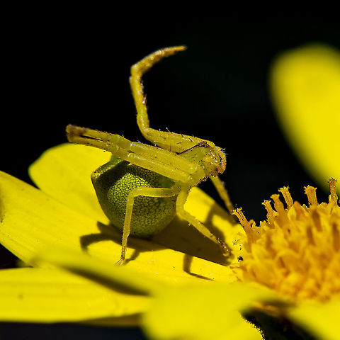 A Striking Pose - The Red-tipped Crab Spider  Australia,Geotagged,Red-tipped Crab Spider,Sidymella rubrosignata,Spring