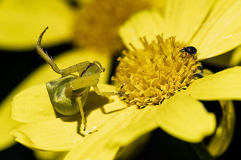 Watch Out Weevil - Sidymella rubrosignata  Australia,Geotagged,Red-tipped Crab Spider,Sidymella rubrosignata,Spring