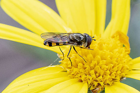 Common hoverfly - Common Halfban - Melangyna viridiceps  Australia,Common Halfband,Geotagged,Melangyna viridiceps,Spring