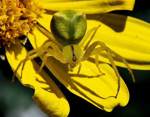 The Red-tipped Crab Spider Red tips visible here Australia,Geotagged,Sidymella rubrosignata,Sidymella rubrosignata',Spring