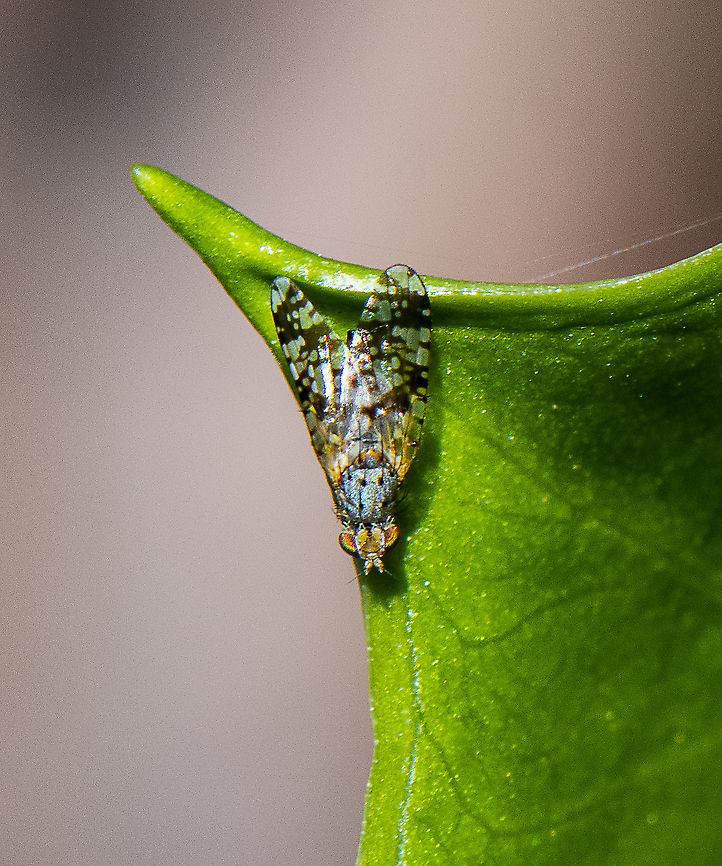 Micro Fly - False Fruit Fly  Australia,Australian Fruit Fly,Austrotephritis poenia,Geotagged,Spring