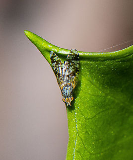 Micro Fly - False Fruit Fly  Australia,Australian Fruit Fly,Austrotephritis poenia,Geotagged,Spring