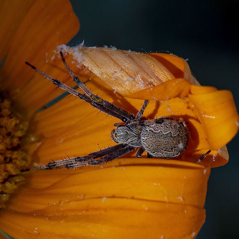 Orb weaver  Australia,Cyclosa fuliginata,Geotagged,Spring