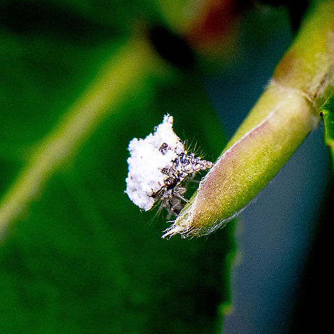Green Lacewing Larva  Australia,Chrysopa perla,Chrysoperla carnea,Common green lacewing,Geotagged,Summer