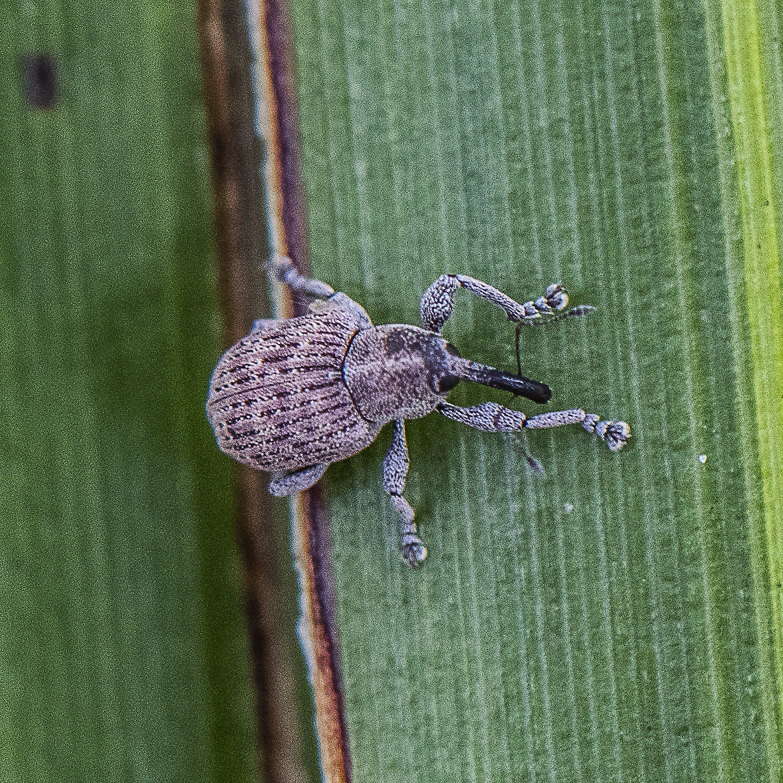 Long nosed weevil - Rhinotia hemisticta  Australia,Broad-nosed Weevil,Elephant Weevil,Geotagged,Long-nosed weevil,Orthorhinus cylindrirostris,Polydrusus mollis,Rhinotia hemisticta,Rhinotia hemistictus,Summer