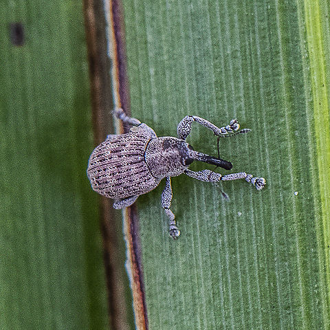 Long nosed weevil - Rhinotia hemisticta  Australia,Broad-nosed Weevil,Elephant Weevil,Geotagged,Long-nosed weevil,Orthorhinus cylindrirostris,Polydrusus mollis,Rhinotia hemisticta,Rhinotia hemistictus,Summer