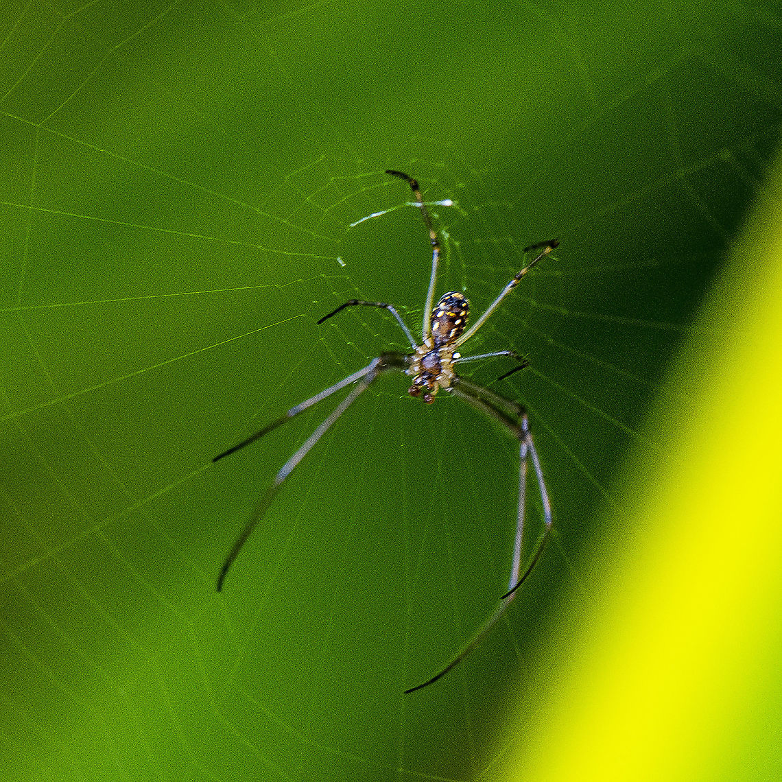 Orb weaver - Leucage dromedaria  Australia,Enamelled Spider,Geotagged,Humped Silver Orb Spider,Leucauge dromedaria,Summer