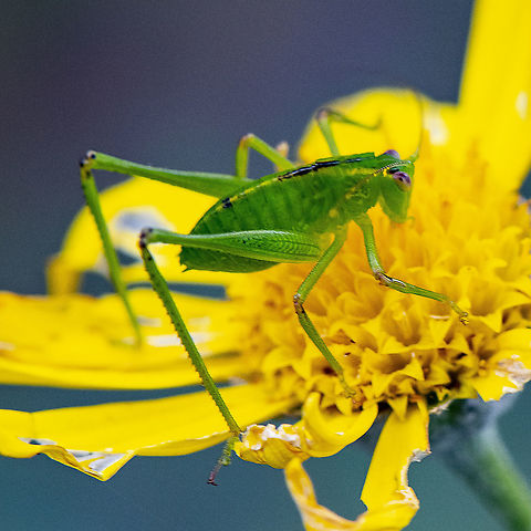 Katydid Nymph - Caedicia simplex  Australia,Caedicia simplex,Fork-tailed Bush Katydid,Geotagged,Scudderia furcata,Summer
