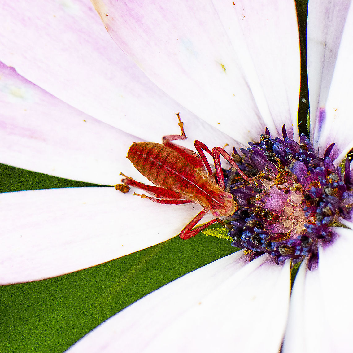 Common Garden Katydid - Caedicia simplex  Australia,Caedicia simplex,Geotagged,Summer