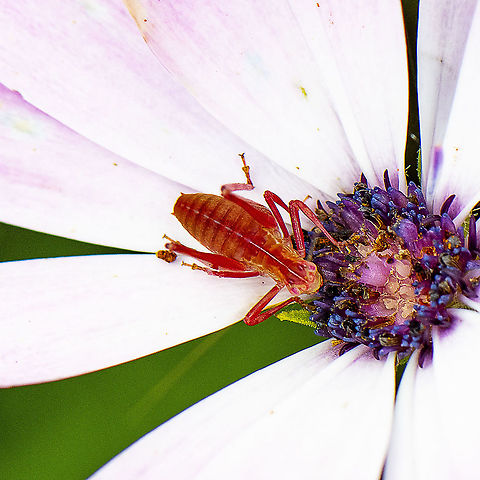 Common Garden Katydid - Caedicia simplex  Australia,Caedicia simplex,Geotagged,Summer