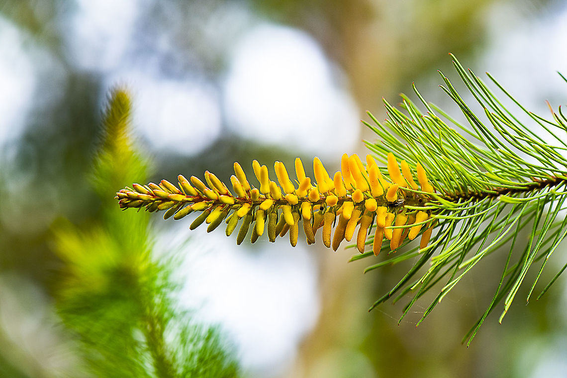 Persoonia Pinifolia  Persoonia pinifolia,Pine-leaved geebung