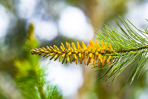 Persoonia Pinifolia  Persoonia pinifolia,Pine-leaved geebung