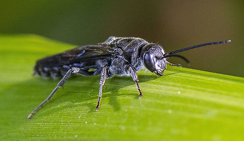 Black flower wasp  Australia,Geotagged,Scolia verticalis,Summer