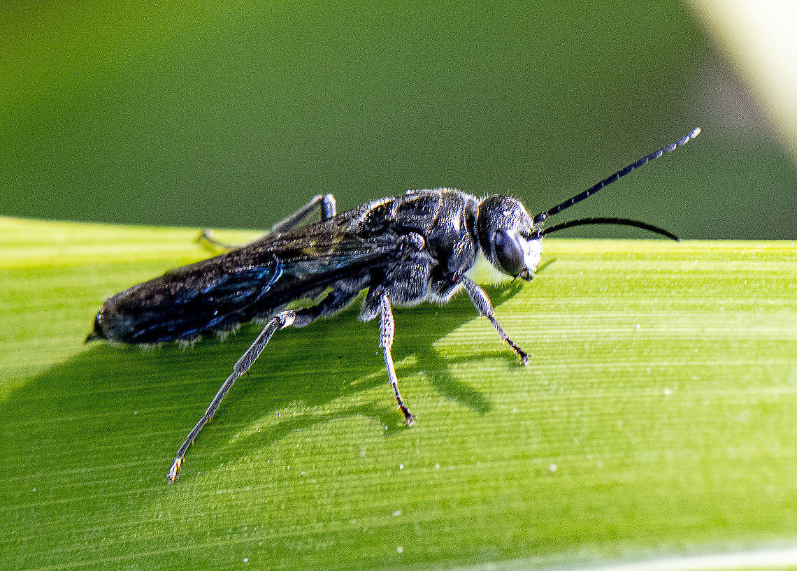 Wasp  Australia,Geotagged,Summer