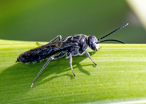 Wasp  Australia,Geotagged,Summer