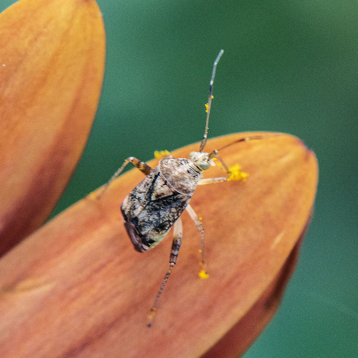 Dusted with pollen - Australian Crop Mirid  Australia,Australina crop mirid,Geotagged,Sidnia kinbergi,Summer