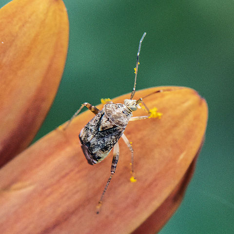 Dusted with pollen - Australian Crop Mirid  Australia,Australina crop mirid,Geotagged,Sidnia kinbergi,Summer