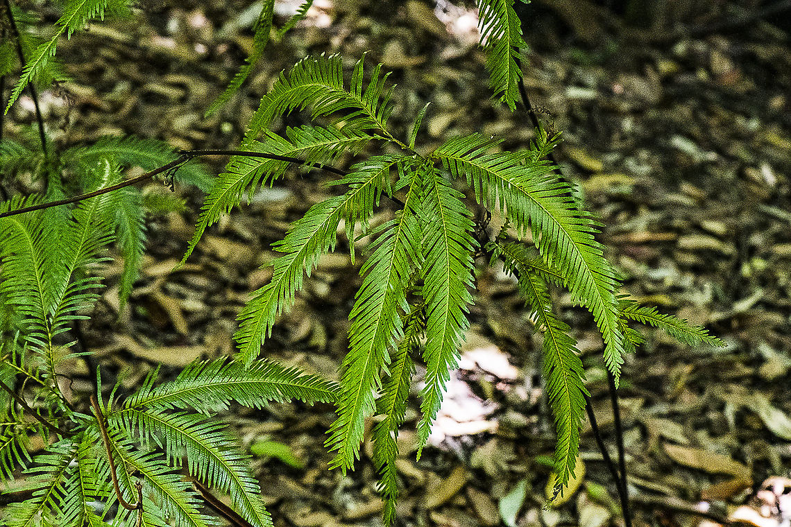 Umbrella Fern ?  Australia,Geotagged,Sticherus cunninghamii,Summer,Umbrella Fern