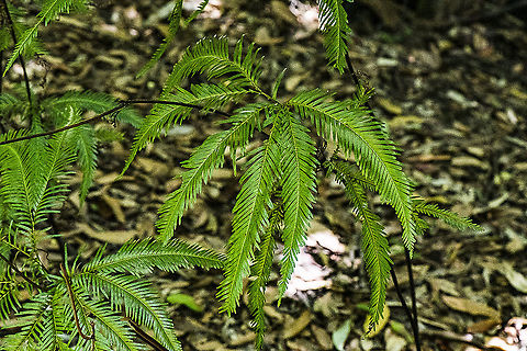 Umbrella Fern ?  Australia,Geotagged,Sticherus cunninghamii,Summer,Umbrella Fern
