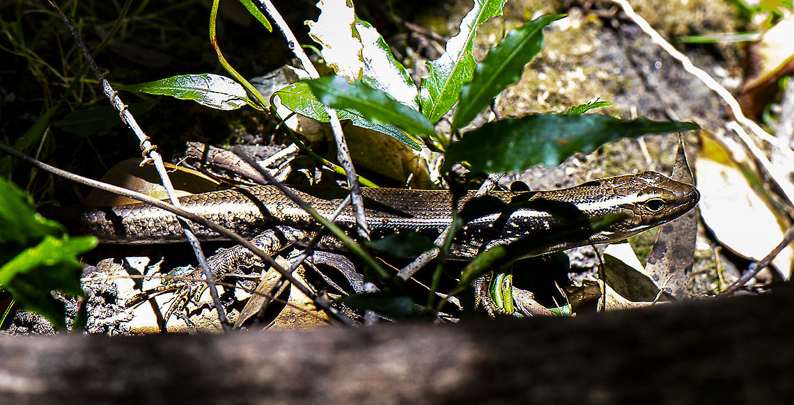 Eastern Water Skink  Australia,Eastern Water Skink,Eulamprus quoyii,Geotagged,Summer
